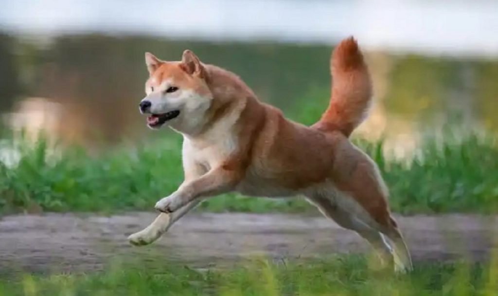 shiba inu icin beklenen haber geldi tarih de koyuldu Qt8hqpKm